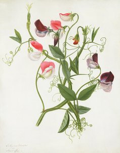 Lathyrus Odoratus（WCおよびベラムの鉛筆でガッシュ）